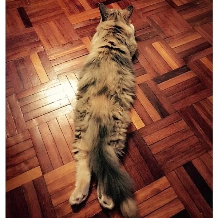 Cygnus, the cat with the longest tail Cats, Rare cat breeds, Domestic cat