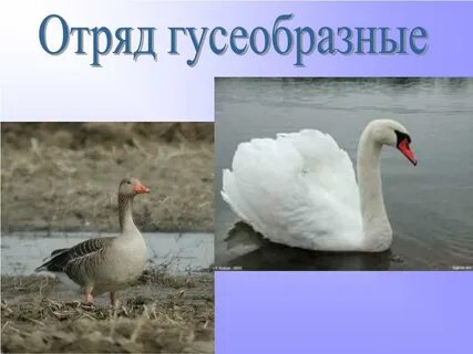 Отряд гусеобразные