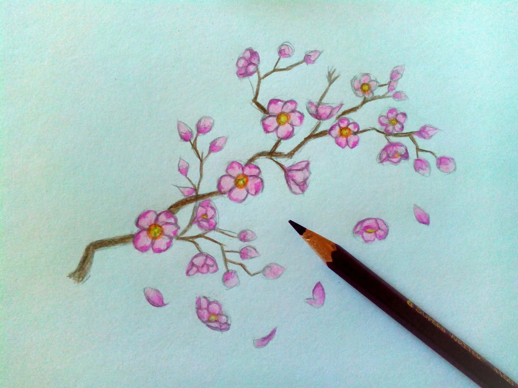 Сакура поэтапно. Сакура рисунок карандашом. Цветущая Сакура рисунок карандашом. Нарисовать ветку Сакуры. Сакура рисунок красками.