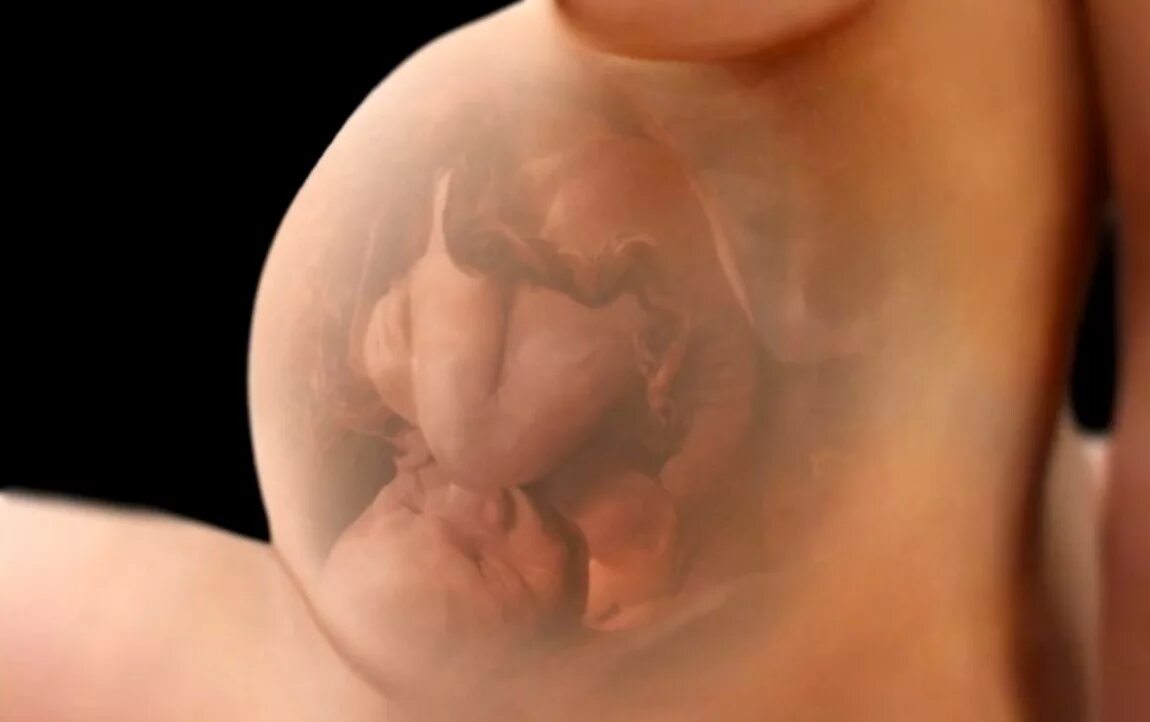 Ребенок в животе 27 недель. Эмбрион на 27 неделе беременности. Малыш на 27 неделе беременности.