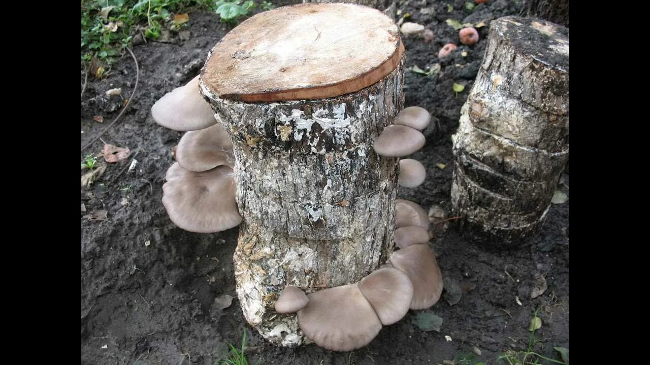 Вешенки на дачном участке. Как вырастить вешенки на даче. Как вырастить вешенки на даче. Вешенка на пеньках в саду. Мицелий вешенки на пеньках.