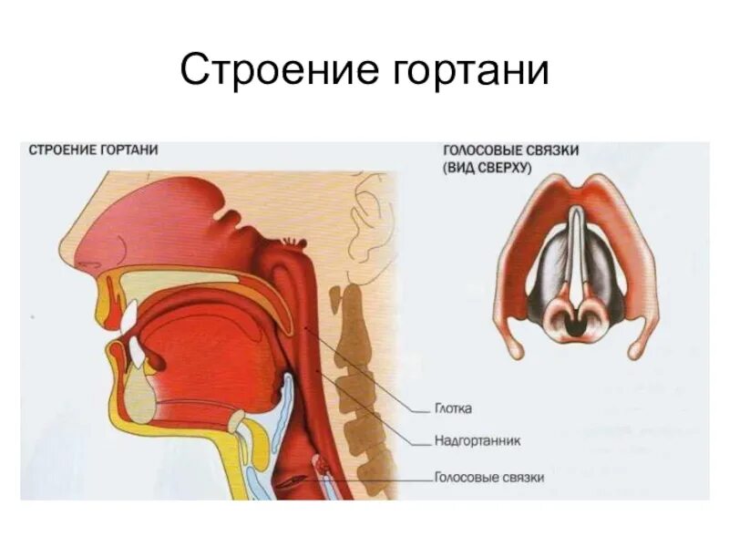 На рисунке изображены различные положения голосовых связок. Голосовые связки анатомия строение. Строение горла голосовые связки. Голосовое строение гортани. Гортань строение анатомия голосовые связки.