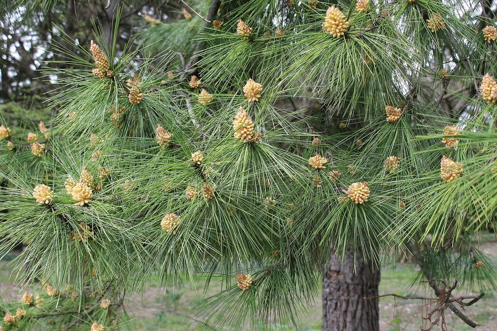 Кедр хвойная порода. Пиния (Pinus pinea). Пицундская сосна цветение. Сосна Кедровая Сибирская. Кедр Сосновый Сибирский цветение.