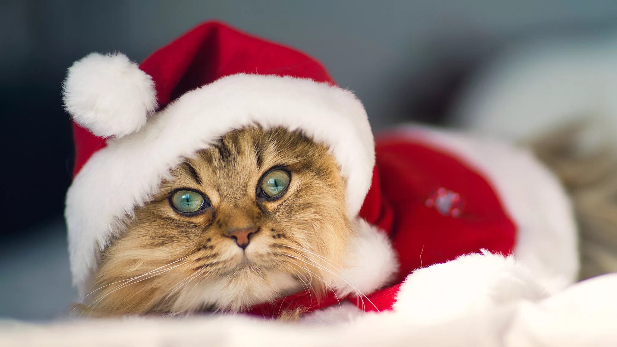 Готова к новому дню. Новогодний кот. Кот новый год. Коты в новогодних шапках. Котик в новогодней шапочке.