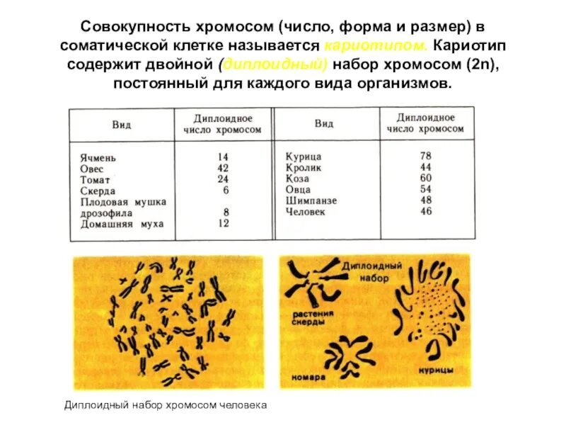 В каких клетках содержится диплоидный набор хромосом. Кариотипы животных таблица. набор хромосом у животных таблица. набор хромосом соматической клетки количество. клетки с диплоидным набором хромосом.