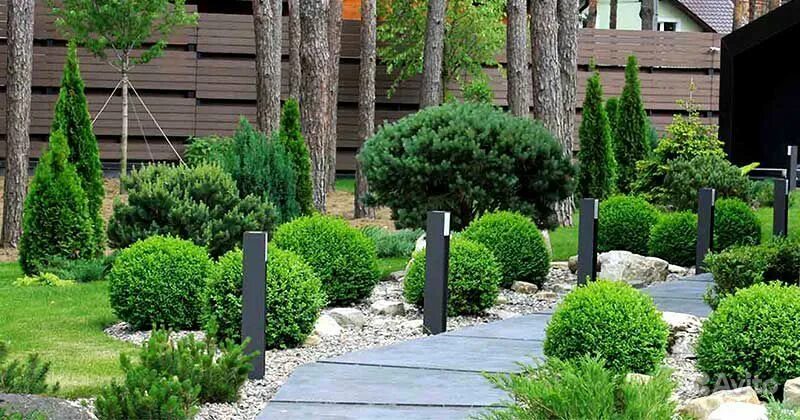 Сосна горная мугус мопс. Сосна пумилио горная миксбордер. Сосна горная пумилио. Сосна сочетается. Сосна сочетается.