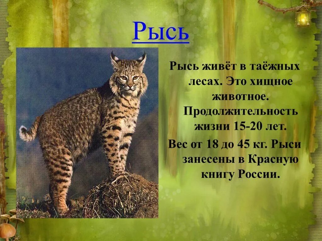 Рысь занесена в красную. Животные из красной книги России. Животное красной книги России. Животное занесенное в красную книгу. Представители красной книги России.