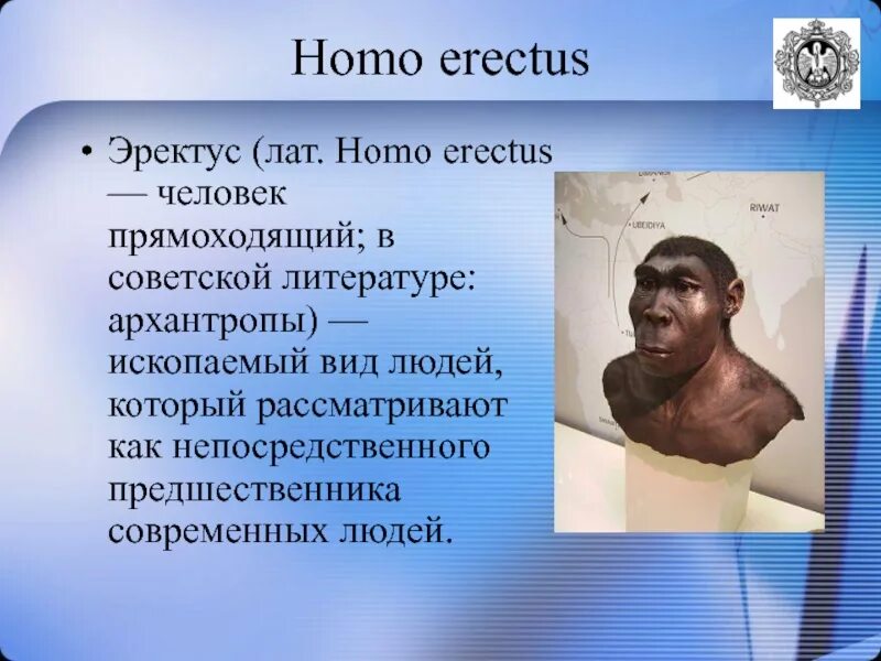 Объем мозга человека прямоходящего. Человек прямоходящий homo Erectus. Эректус (homo Erectus– человек прямоходящий). Человек прямоходящий презентация. Человек прямоходящий homo Erectus презентация.