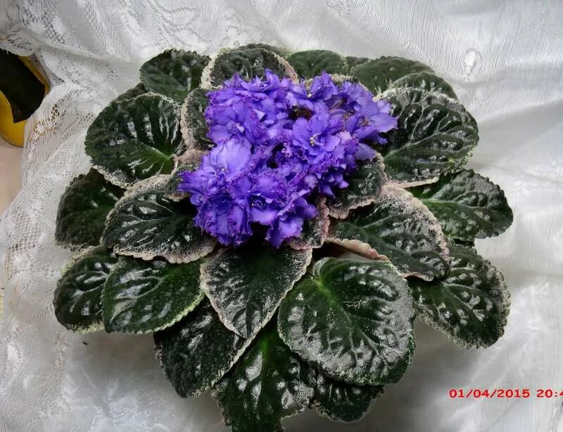 Фиалка подарок. Фиалка рождественский сюрприз. Фиалка кристмас дрим. Фиалка ав лучший подарок. Фиалка подарок.