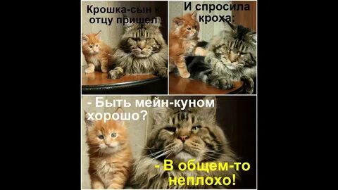 Хорошо куне