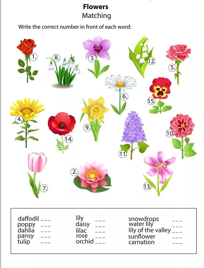 Flower exercise