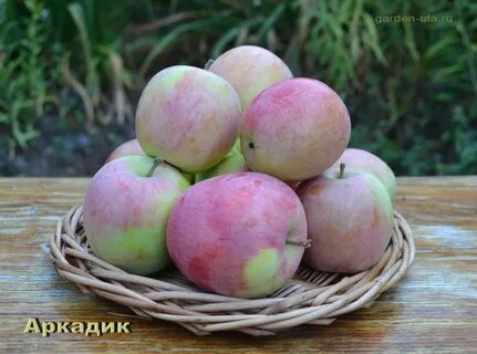 Сорт яблони аркадик