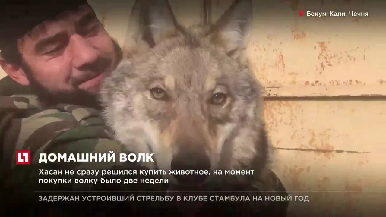 Волк Чечня. Чеченский волк. Волк Чечня фото. В чечне запретили быструю и медленную музыку