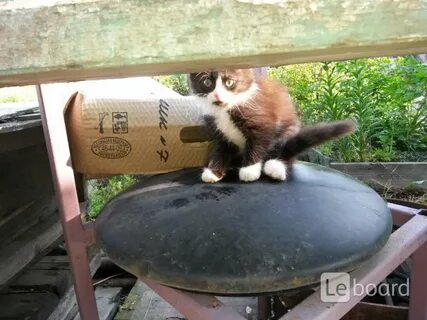 Кот березовский свердловская область