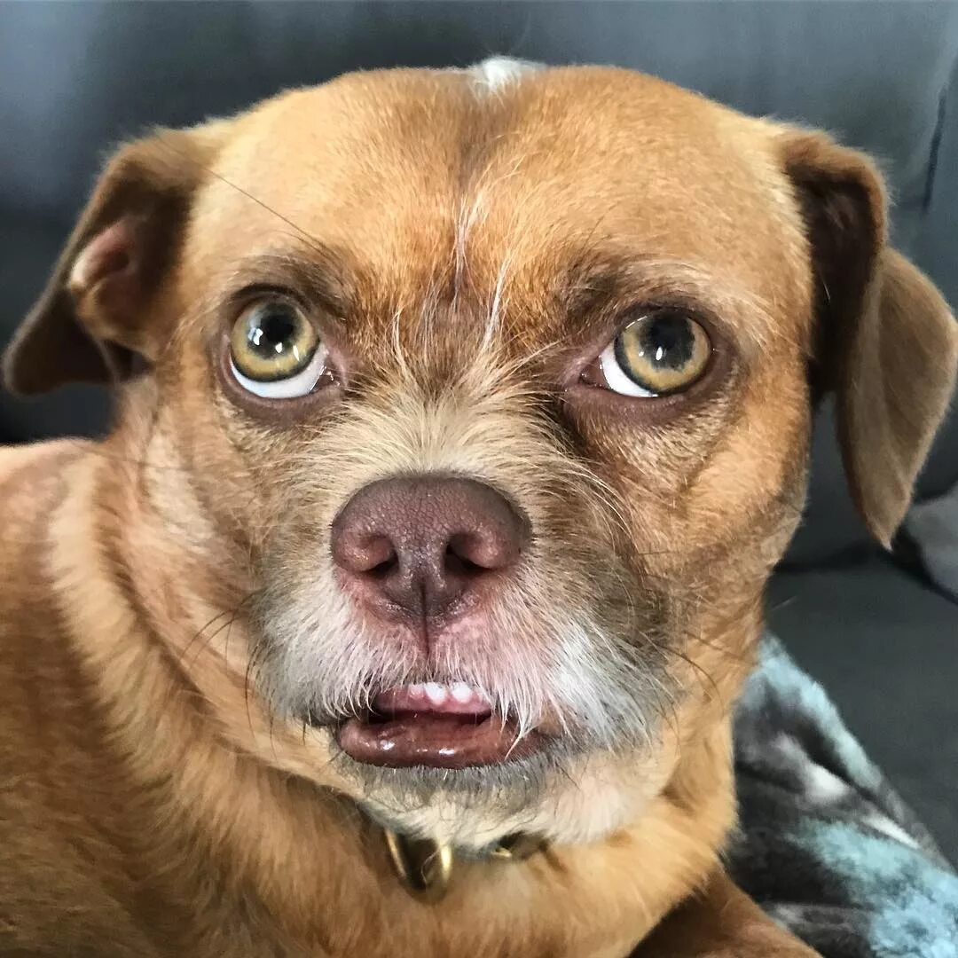 Выражение морда. Выражение морда. Собака бордосский дог французский мастиф. Смешная собачья морда. Смешные морды собак.