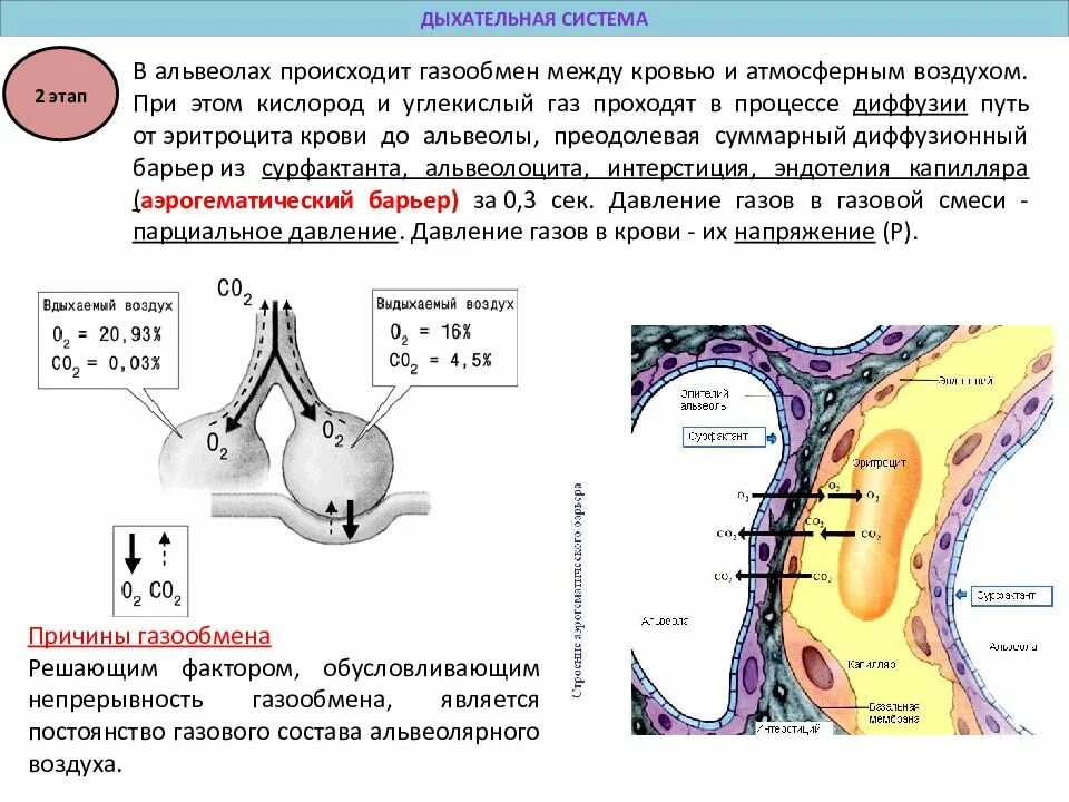 Дыхательная система человека альвеолы
