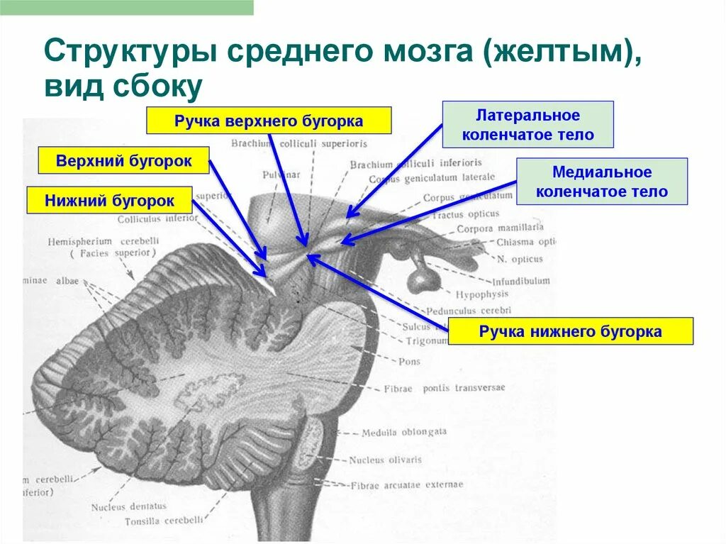 Схема внутреннего строения среднего мозга. Средний мозг анатомия наружное строение. Промежуточный мозг поперечный разрез. Средний мозг анатомические структуры. Строение среднего мозга 8 класс