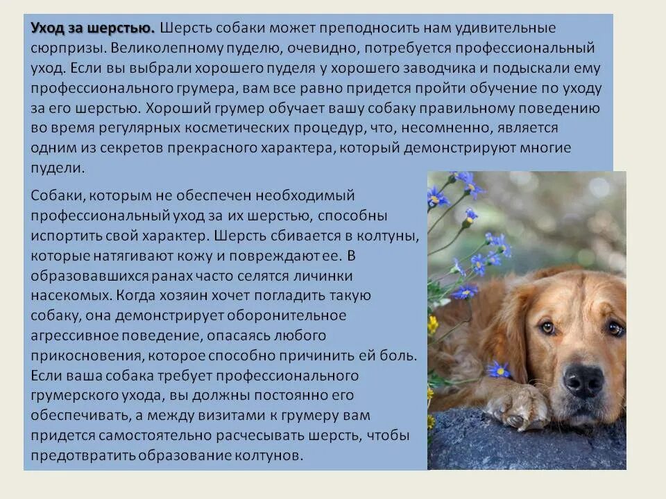 Содержание собак кратко. Уход за шерстью собаки. правила ухода за собакой. доклад на тему уход за собаками. инструкция по уходу за собакой.