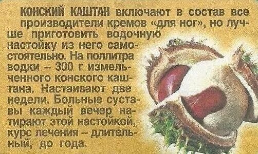 Каштан съедобный. Здоровье каштан. Настой из каштана для суставов. Каштан конский польза применение для здоровья. Каштановые орехи съедобные.