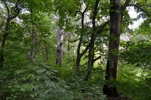 Улица лесной массив