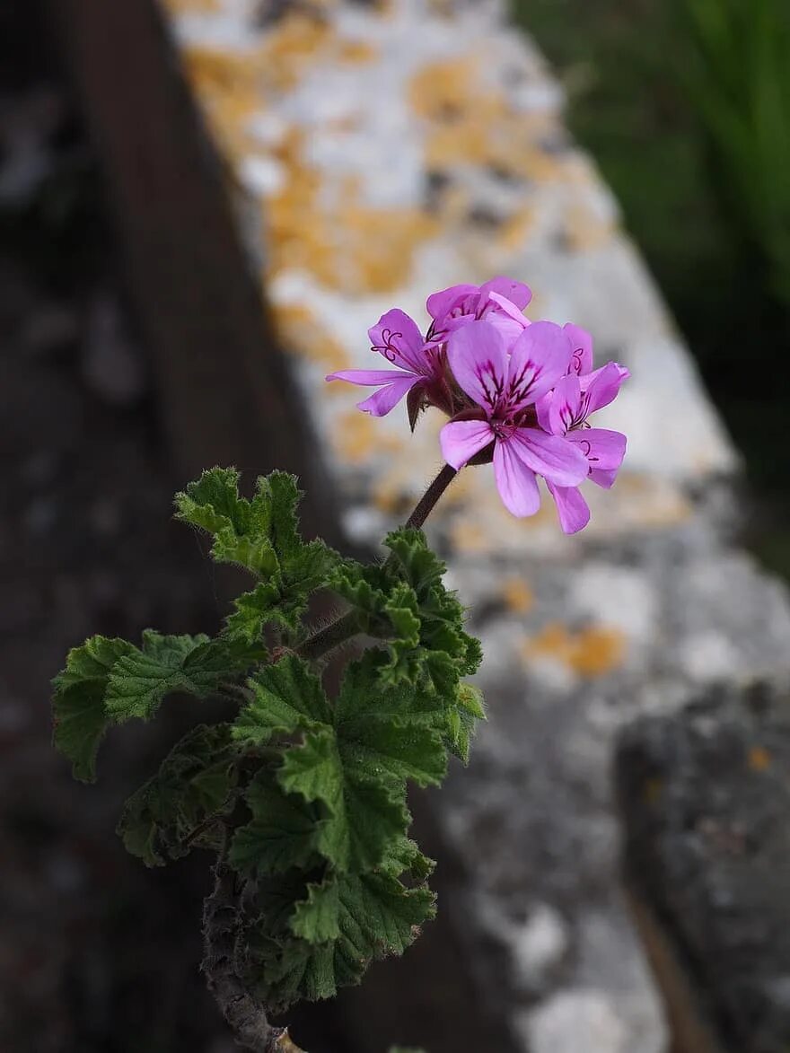 Как цветет пеларгония. Pink geranium пеларгония. пеларгония герань блум. пеларгония фриз дорф. пеларгониум розовый (pelargonium roseum willd.) -.