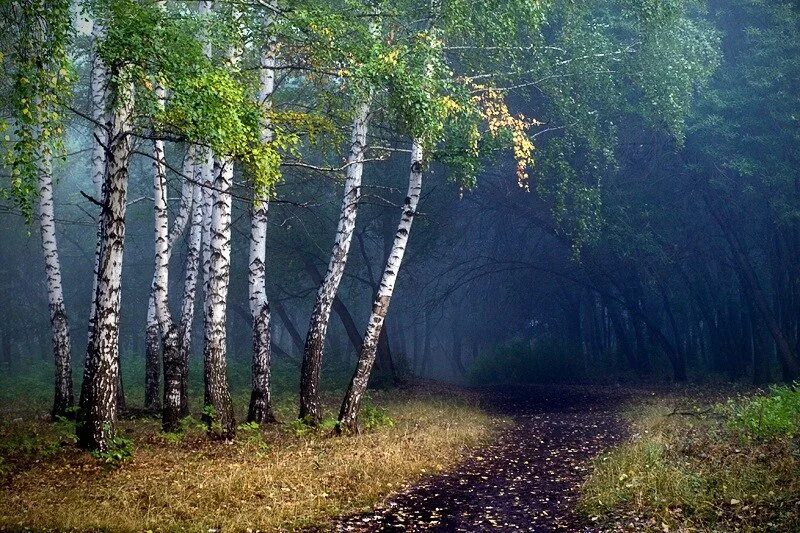 В лесу темнеет раньше