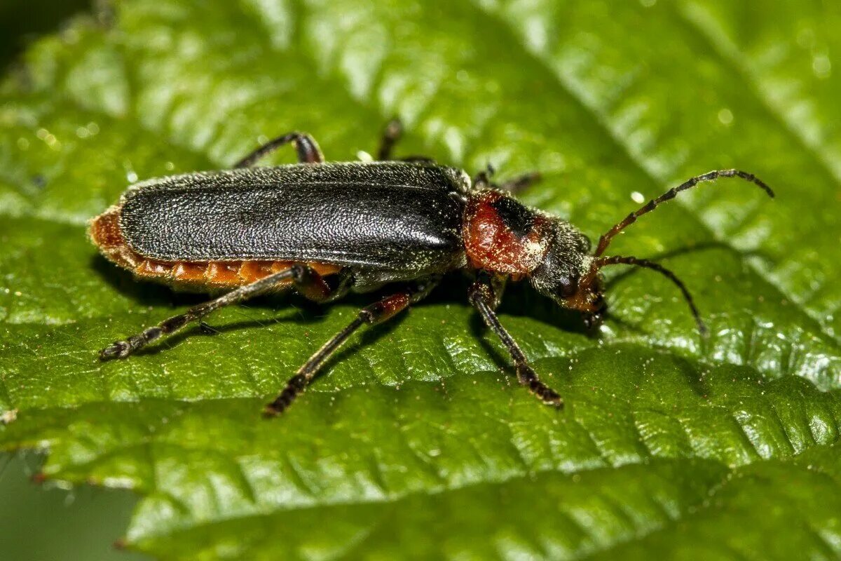 Жуки 14 15. Жук листоед тополевый. Rhynchophorus ferrugineus. Жуки средней полосы. Жук листоед тополевый.