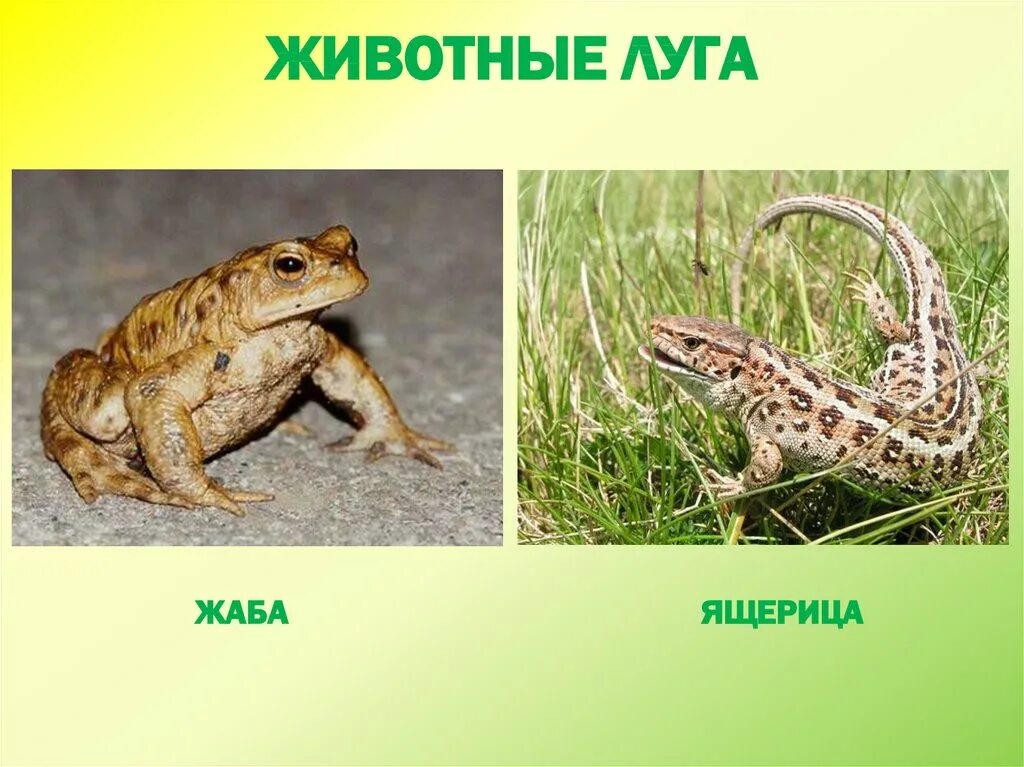 Животные луга 2 класс