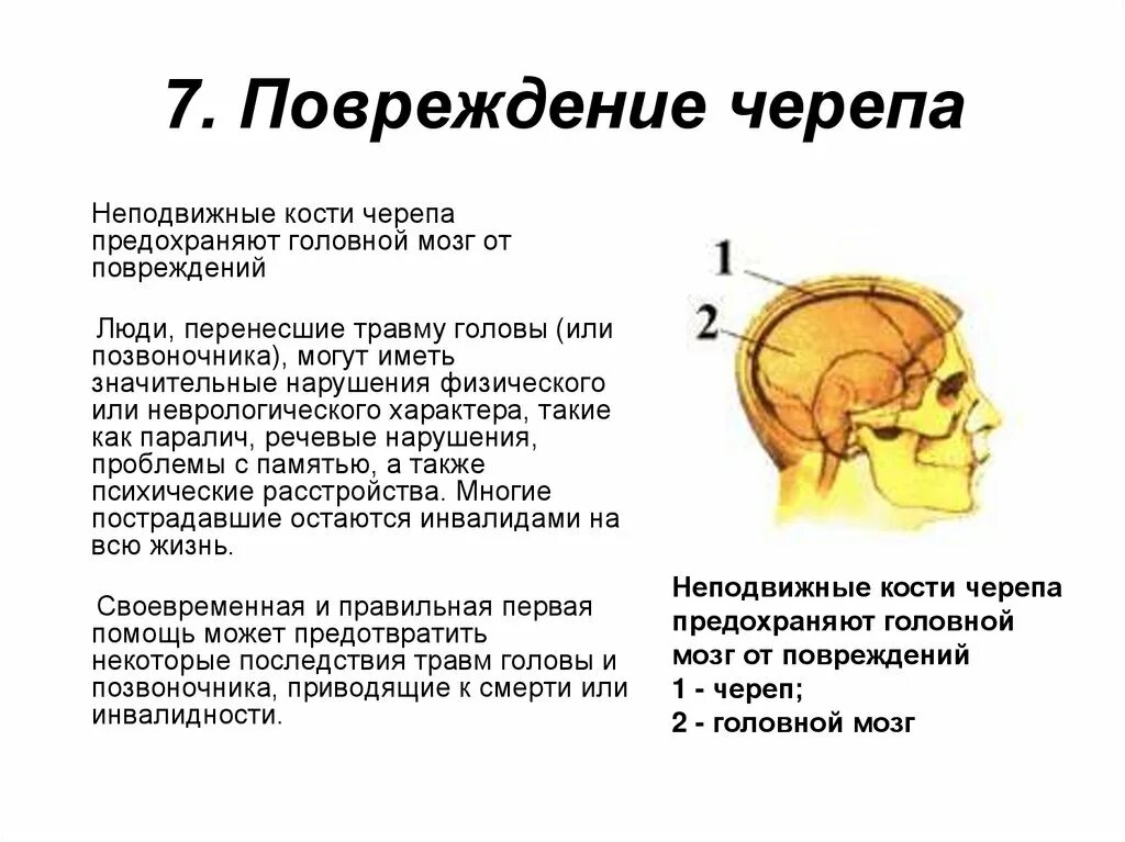 Неподвижные кости черепа. Травмы черепа и головного мозга.