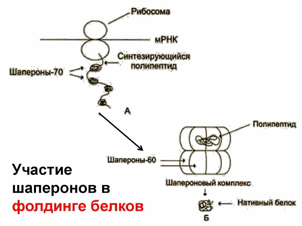 Синтезирующийся полипептид. Фолдинг белков шапероны биохимия. Шапероны биохимия классификация. Молекулярные шапероны функции. Шапероны и шаперонины биохимия.