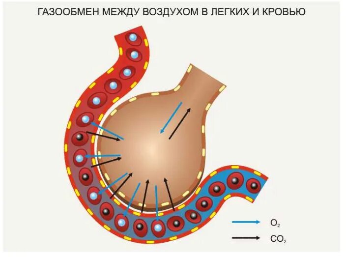 Обмен газов между легочным воздухом и