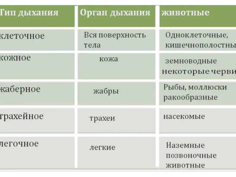 Дыхание таблица 8 класс биология. Типы дыхания таблица. Органы дыхания животных таблица. Типы дыхания у животных таблица. Тип дыхания органы дыхания таблица.