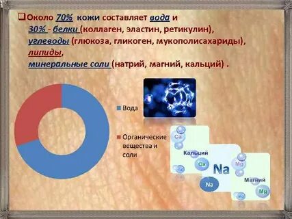 Масса кожи составляет