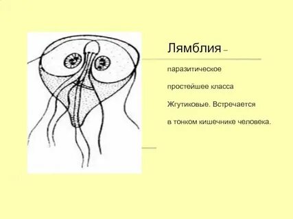 Лямблия какой класс