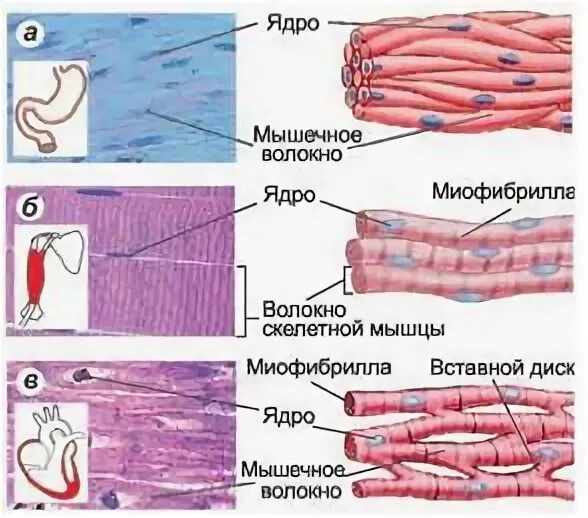 Микроскопическое строение мышечной ткани