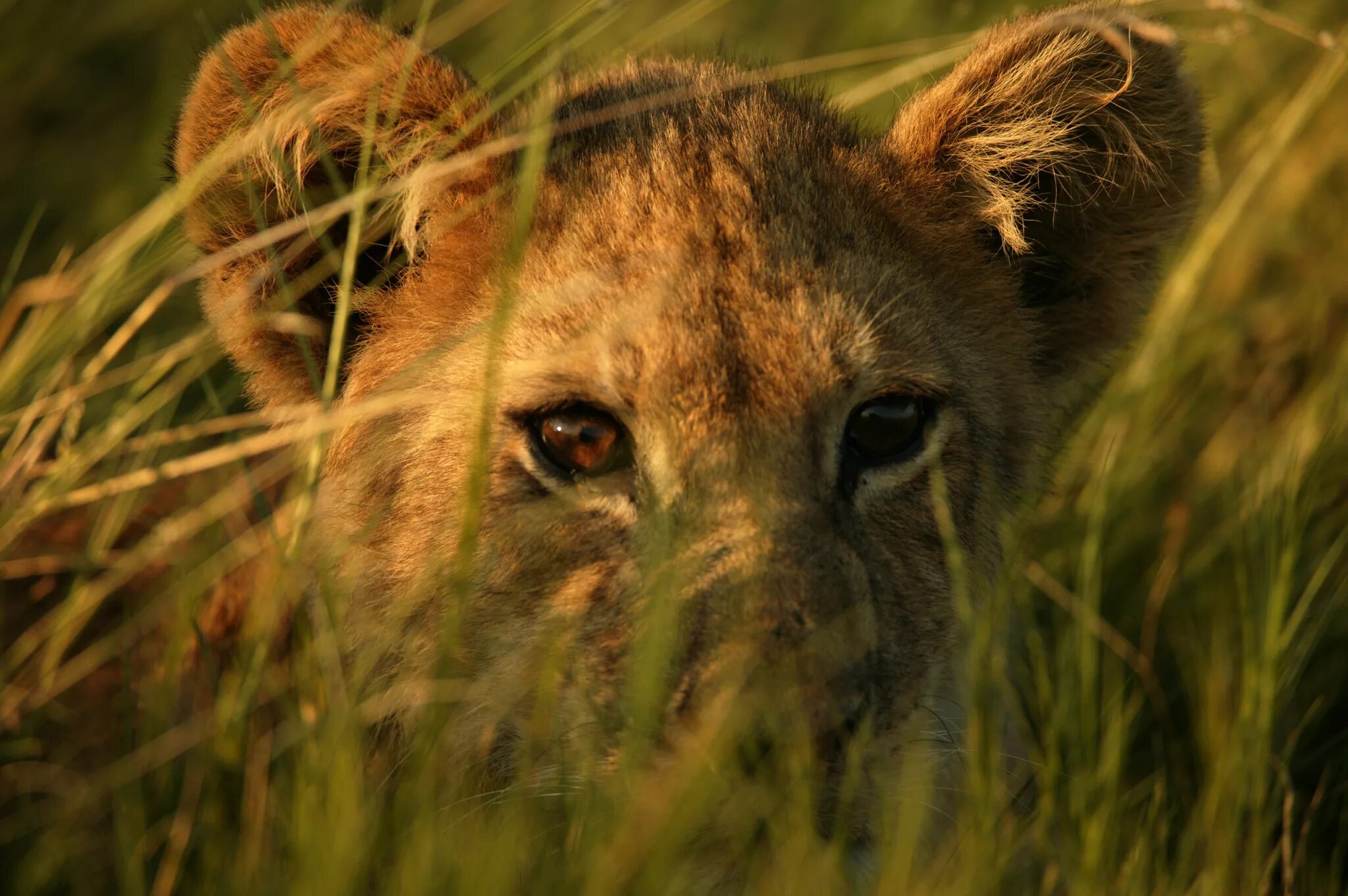 Тигр в засаде мем. Лев National Geographic. Львица. Львица в засаде. Львенок в траве.