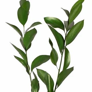 Рускус зелень