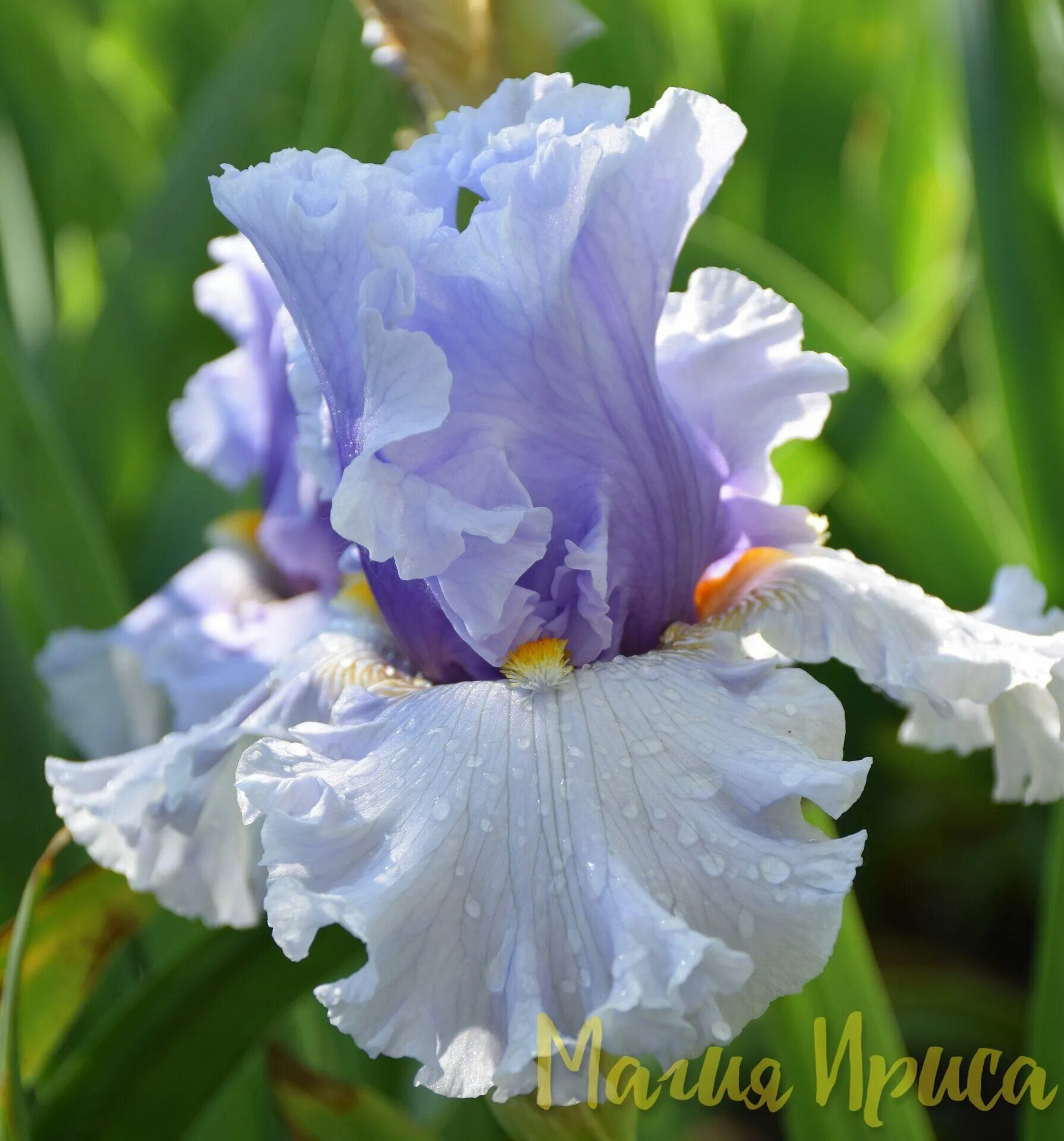 ирис ростов на дону отзывы