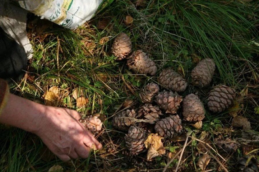 Сбор кедрового ореха в сибири. Сбор шишек кедра. Сибирский кедр орехи кедровые. Сбор кедровых шишек. Добыча ореха.