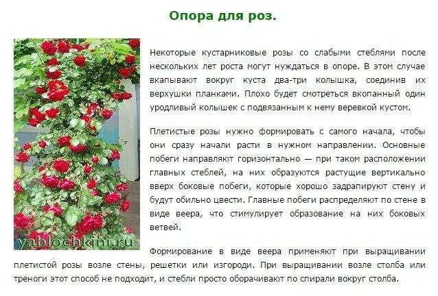 Как ухаживать за плетистыми. Плетистые розы посадка весной. Плетистые розы в средней полосе России.