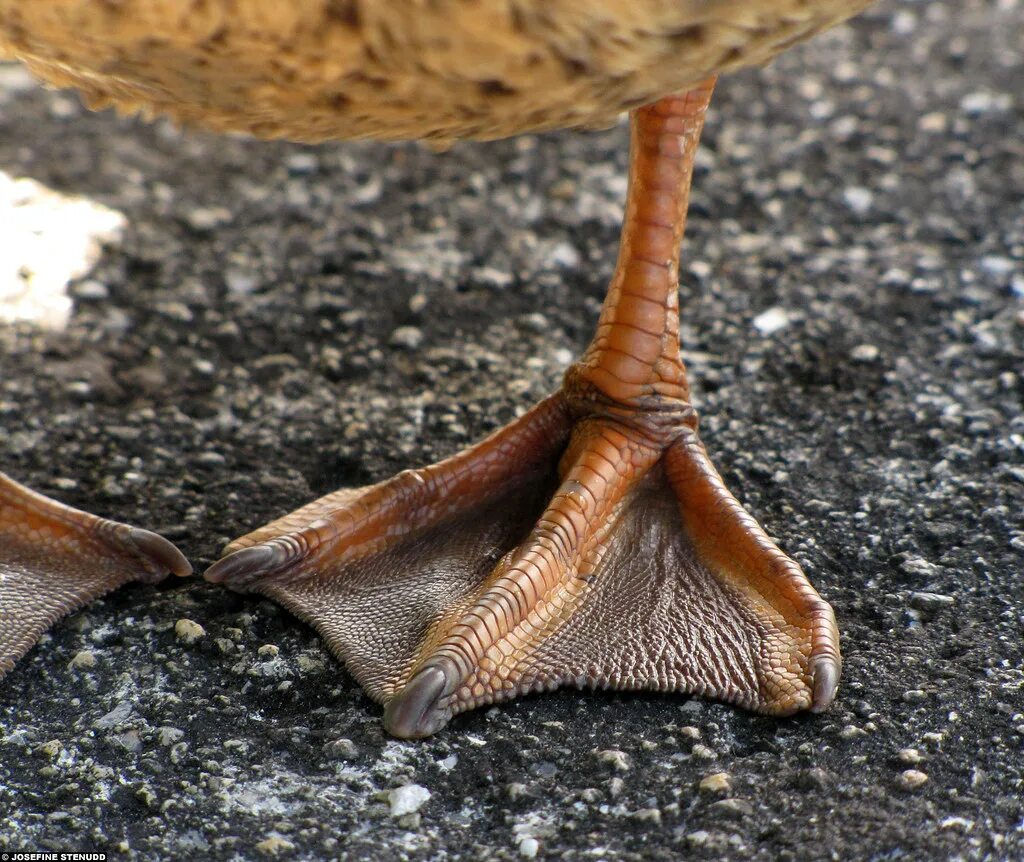 Webbed русская версия. Webbed. Duck feet structure.