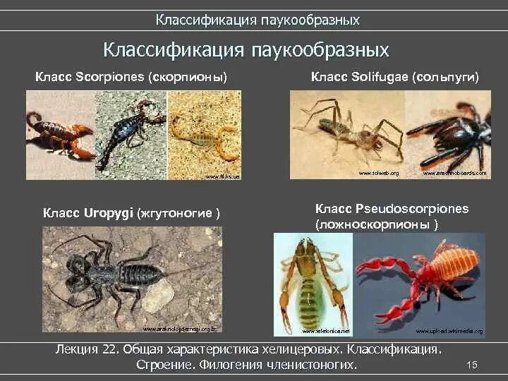 Какой тип питания характерен для морского скорпиона. Паукообразнеклассификация. Классификация паукообразных. Класс паукообразные классификация. Класс паукообразные Скорпионы.