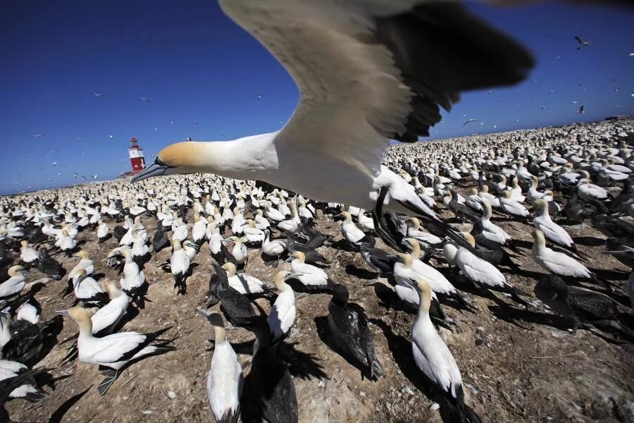 Остров маккуори. Рождаемость и смертность. Смертность популяции. Виды популяций. Популяция животных.