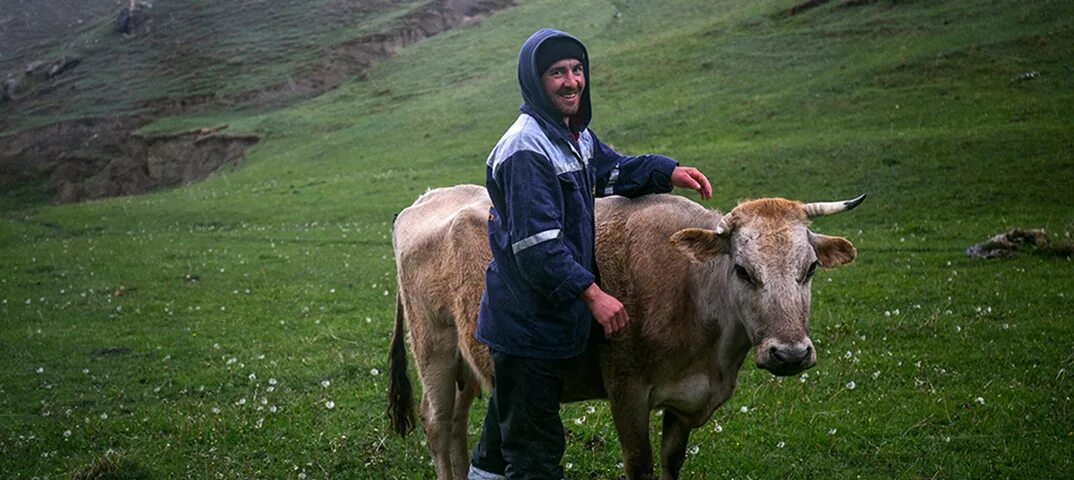 Дагестанские коровы. Дагестанские коровы. Телята в дагестане. Коровы в горах кавказа. Коровы в дагестане.