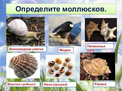 Нога у моллюсков