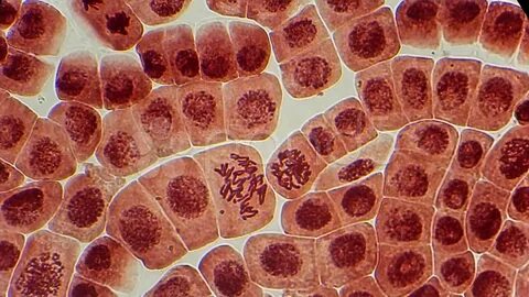 Ресейлік спортшы қыздардың жалаңаш суреттері