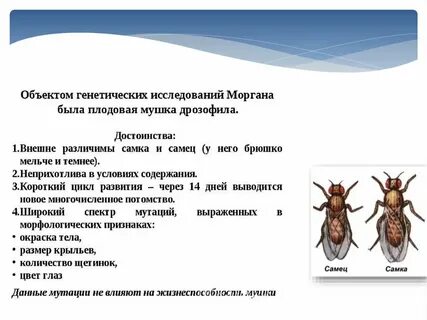 Дрозофила морган