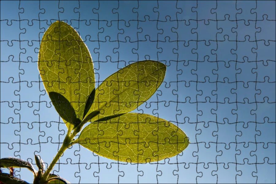Download wallpaper 3840x2400 leaf, branch, bush, green 4k ultra hd 16:10 hd back