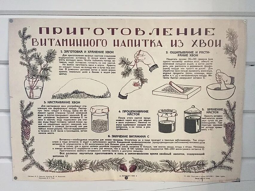 Напиток из хвои в блокадном ленинграде. Плакат приготовление витаминного напитка из хвои. лениздат плакат. витаминный напиток из хвои.