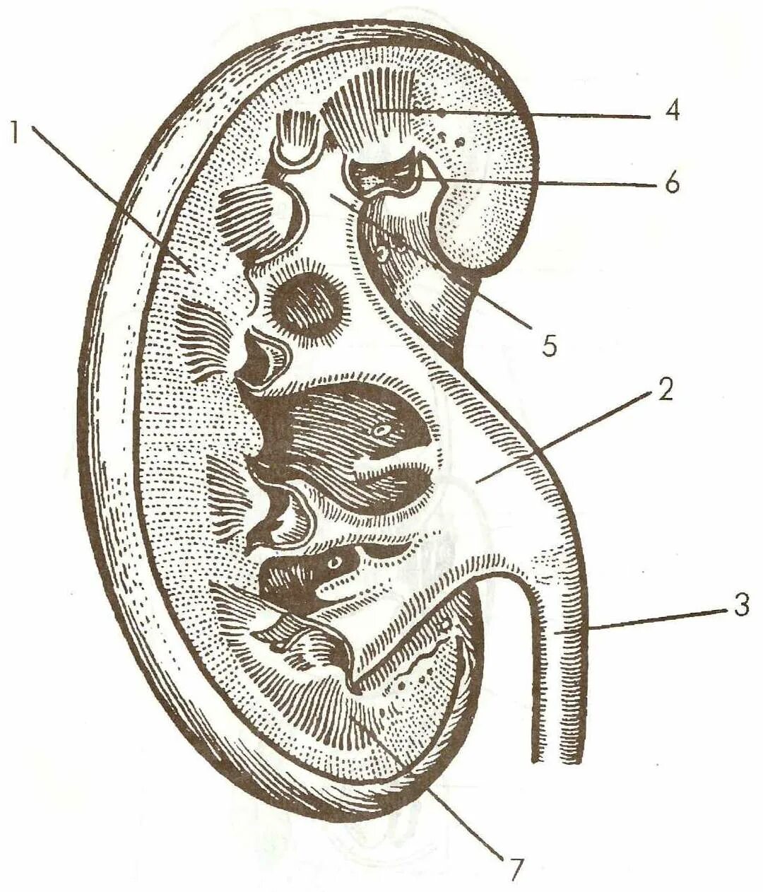 Схема строения почки человека. Строение почки рис 70. Строение почки человека рисунок с подписями. Строение почки человека биология.